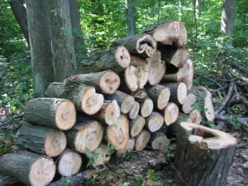 [Hearth.com] And God created wood