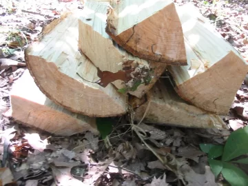 [Hearth.com] And God created wood
