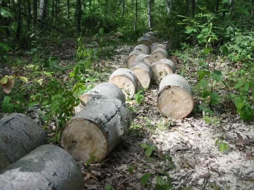 [Hearth.com] And God created wood