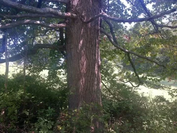 [Hearth.com] Tree ID