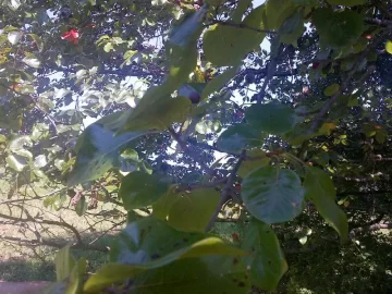 [Hearth.com] Tree ID
