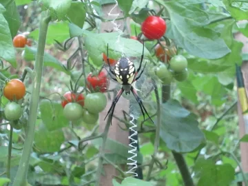 [Hearth.com] Yellow garden spider