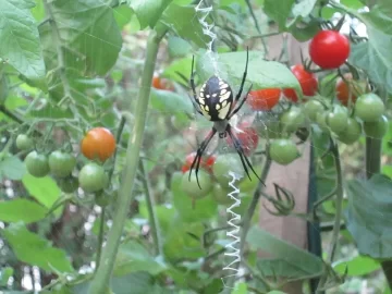 [Hearth.com] Yellow garden spider