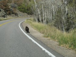 Bear on road.jpg