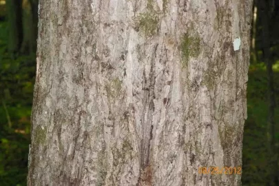[Hearth.com] Basswood?