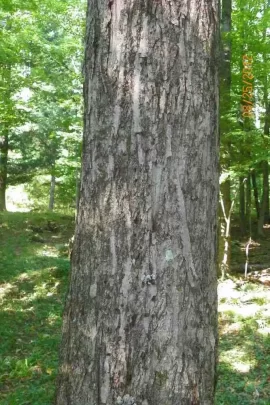 [Hearth.com] Basswood?