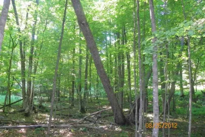 [Hearth.com] Basswood?