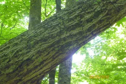 [Hearth.com] Basswood?