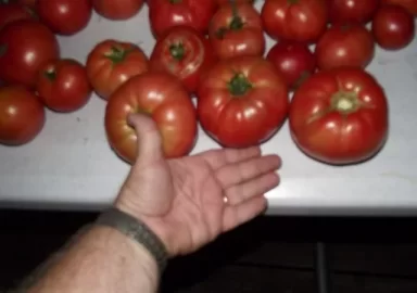 [Hearth.com] From a crabgrass lawn, to salsa