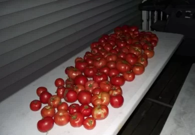 [Hearth.com] From a crabgrass lawn, to salsa