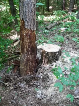 [Hearth.com] Pine in my rear
