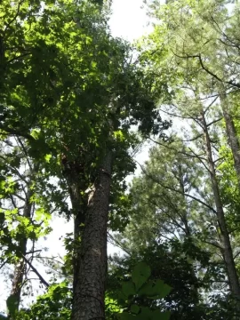 [Hearth.com] Pine in my rear
