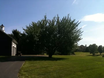 [Hearth.com] Tree trimming