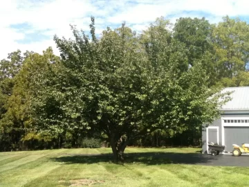 [Hearth.com] Tree trimming