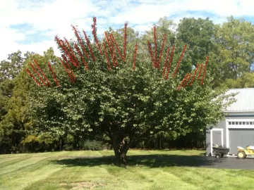 [Hearth.com] Tree trimming