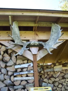[Hearth.com] Moose antlers back on the wood shed