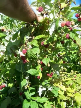 [Hearth.com] Raspberries, lots this year