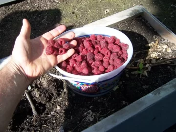 [Hearth.com] Raspberries, lots this year