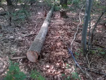 [Hearth.com] Red Oak, Blue Fungus?