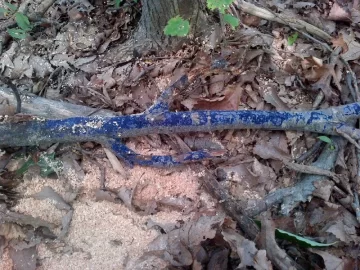 [Hearth.com] Red Oak, Blue Fungus?