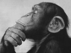 monkey-thinking.jpg