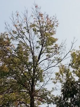 [Hearth.com] Emerald Ash borer