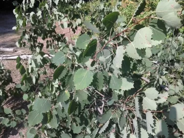 [Hearth.com] Poplar, or Poplar