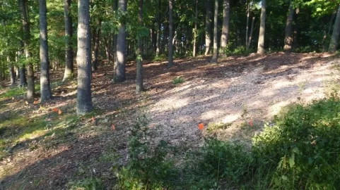 [Hearth.com] After Five Days of Clearing...