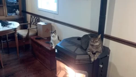 [Hearth.com] Another Cat Shot