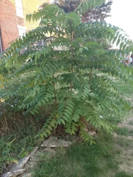 [Hearth.com] Weed or Tree ID