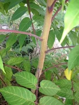 [Hearth.com] Weed or Tree ID