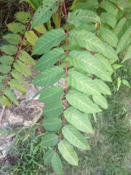 [Hearth.com] Weed or Tree ID