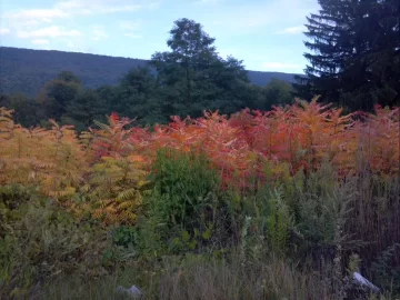 [Hearth.com] Weed or Tree ID