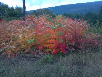 [Hearth.com] Weed or Tree ID