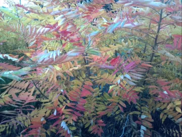 [Hearth.com] Weed or Tree ID