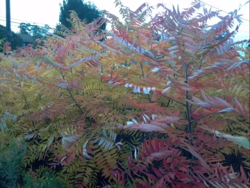 [Hearth.com] Weed or Tree ID