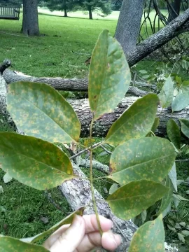 [Hearth.com] Tree ID Help Please