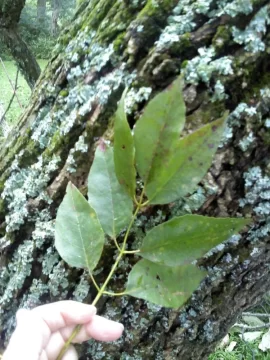 [Hearth.com] Tree ID Help Please