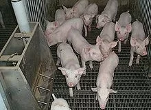 [Hearth.com] Pellet Pig Membership requirements