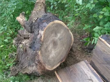 [Hearth.com] Another use for gnarly old yardbird stumps....