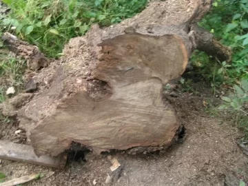 [Hearth.com] Another use for gnarly old yardbird stumps....