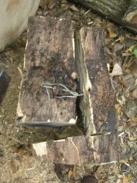 [Hearth.com] Another use for gnarly old yardbird stumps....