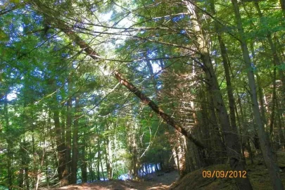 [Hearth.com] Trail Clearing this morning.