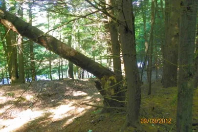 [Hearth.com] Trail Clearing this morning.