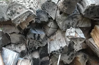 [Hearth.com] My apple wood moisture is going the wrong way! And mold!