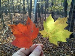 maple-syrup-leaves.jpg