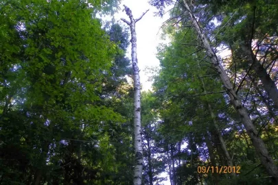 [Hearth.com] White Birch