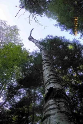 [Hearth.com] White Birch