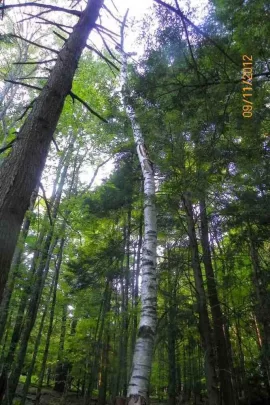 [Hearth.com] White Birch