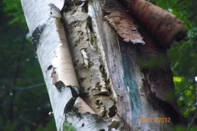 [Hearth.com] White Birch